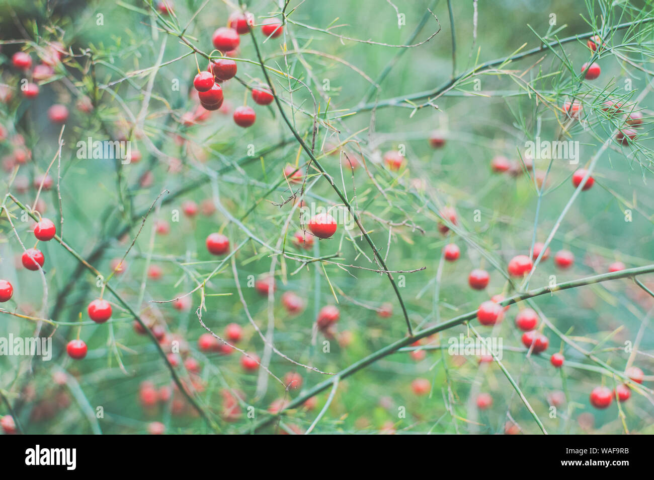 Garden Asparagus (Asparagus officinalis) plant with red berries and green pin leaves. Stock Photo