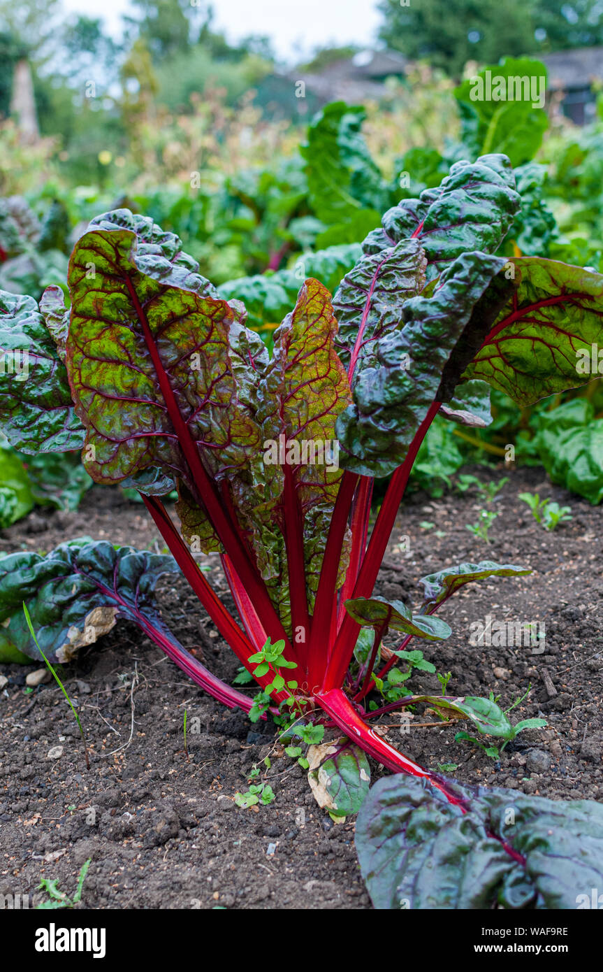 Beet (Beta Vulgaris) plant grown for sugar beet (table sugar), beetroot or garden beet, the leaf known as chard or spinach beet. Stock Photo