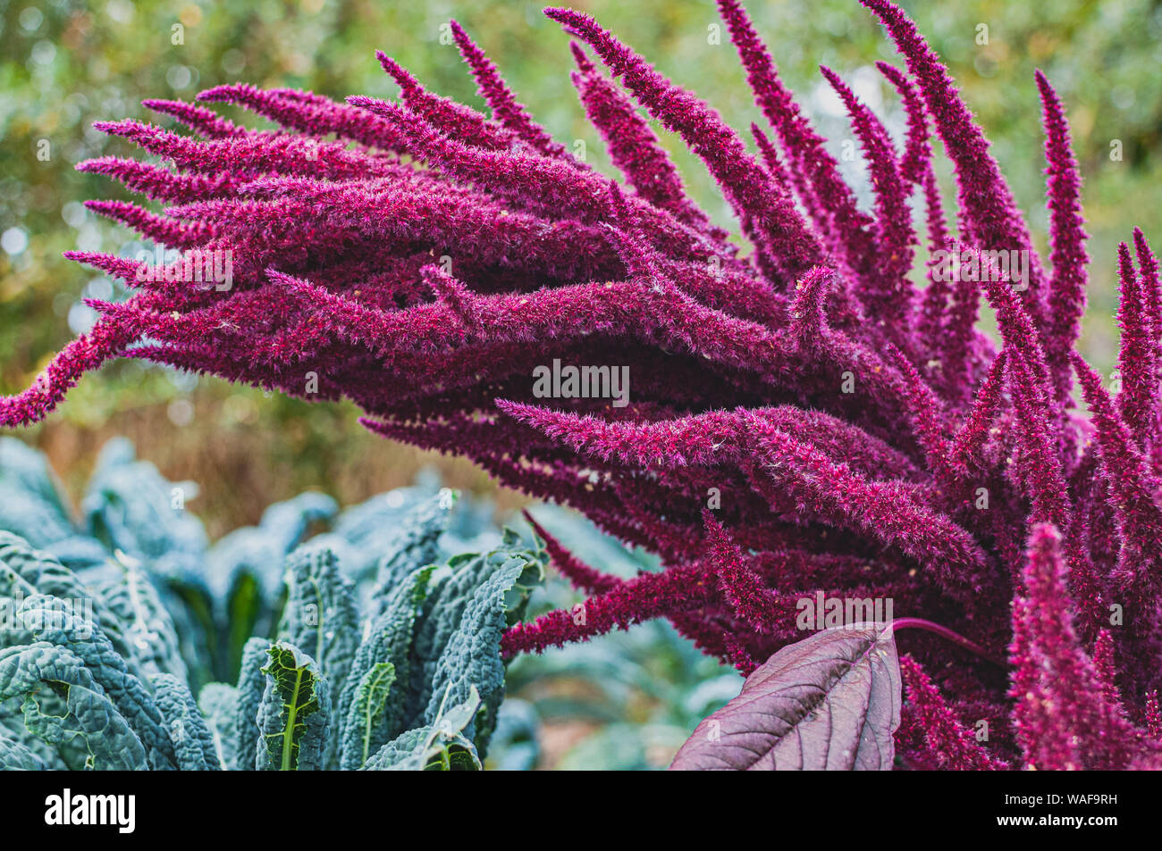 Purple Grain Amaranth (Amaranthus Hypocondriacus) plant is an ornamental plant commonly known as Prince of Wales feather or prince's feather. Stock Photo