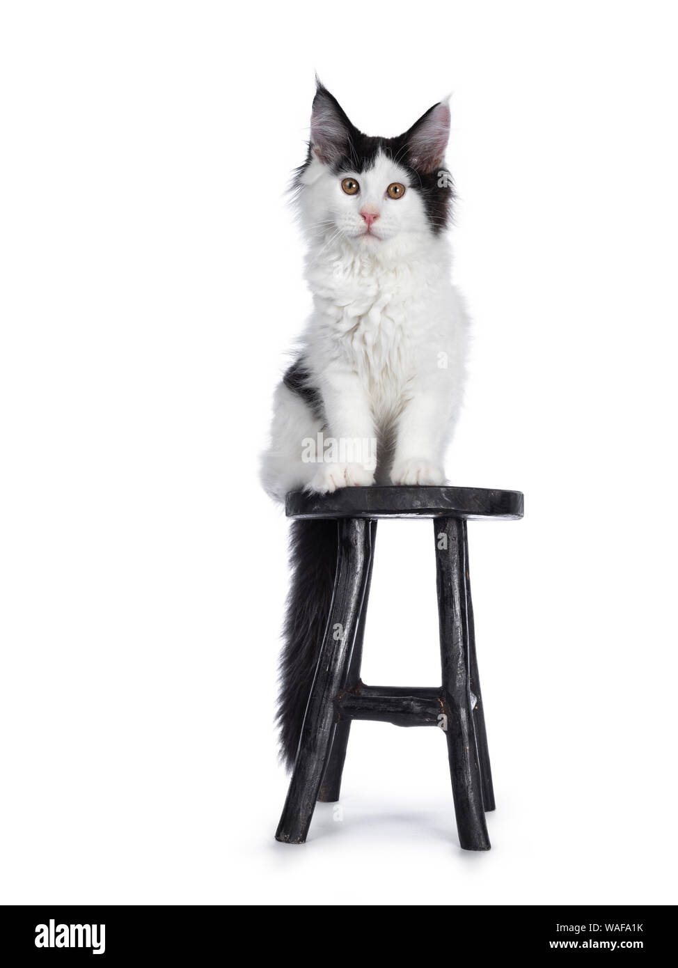 Handsome black and white Maine Coon cat kitten, lsitting on black