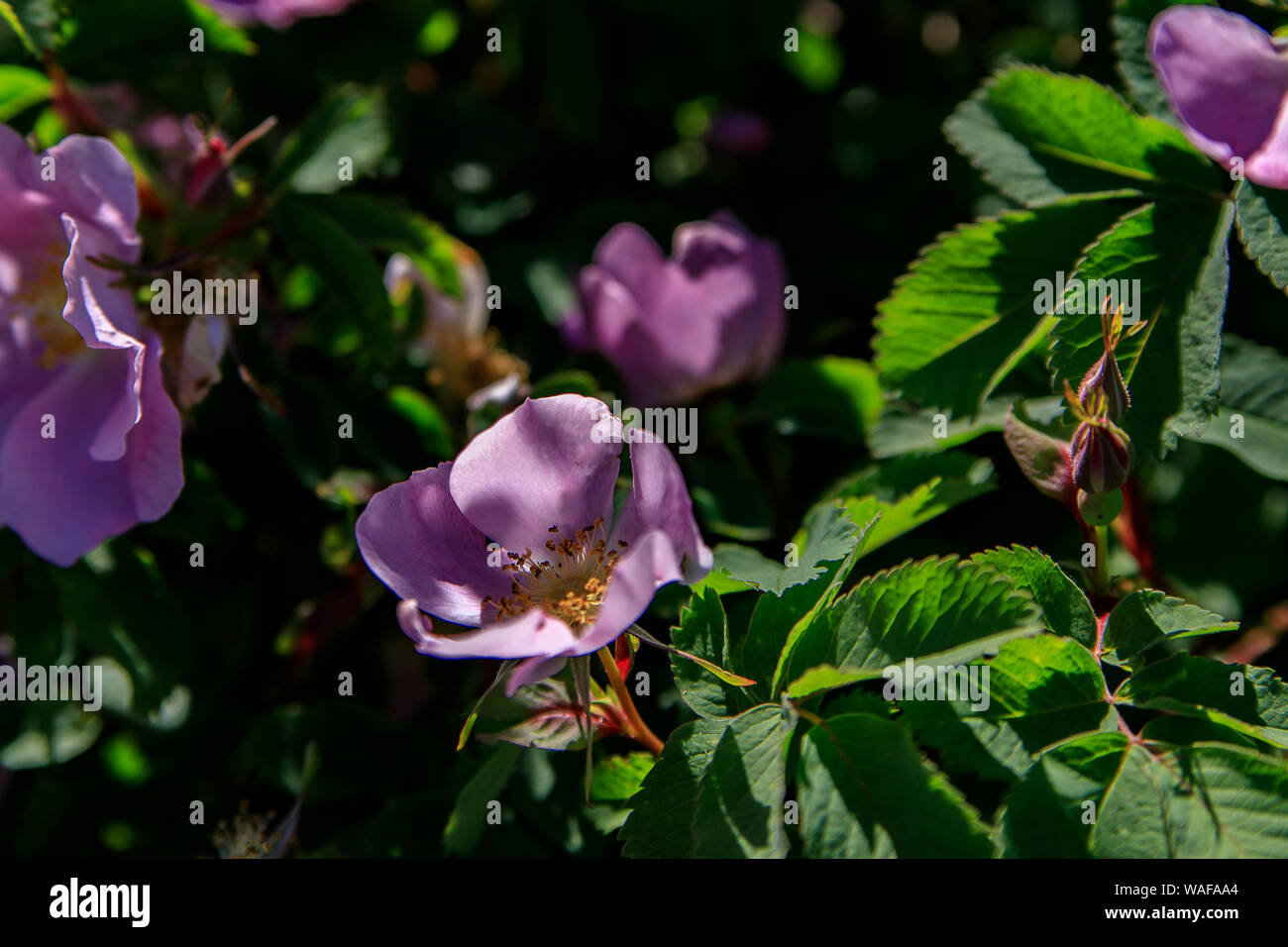 Pink garden roses pattern closeup. A beautiful Bush of pink roses on ...