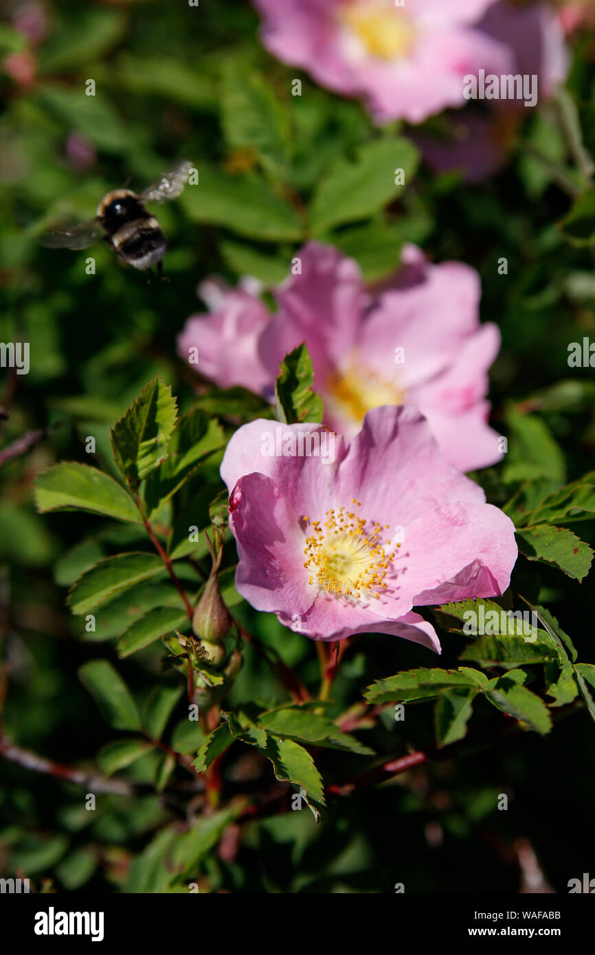 Pink garden roses pattern closeup. A beautiful Bush of pink roses on ...