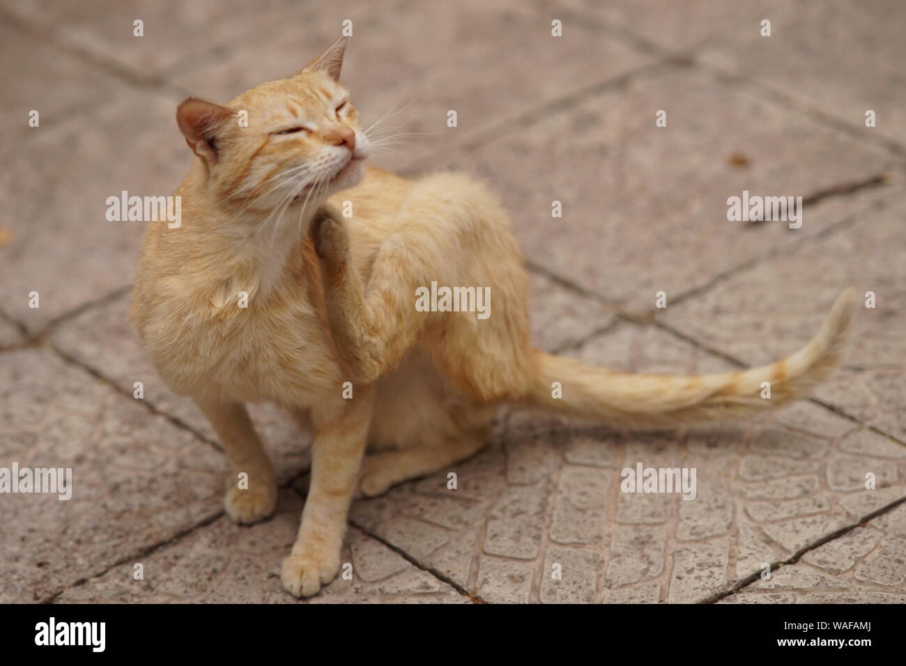 Ginger cat paw scratches behind the ear, domestic animal portrait outdoor. Fleas and ticks in domestic animals. Stock Photo