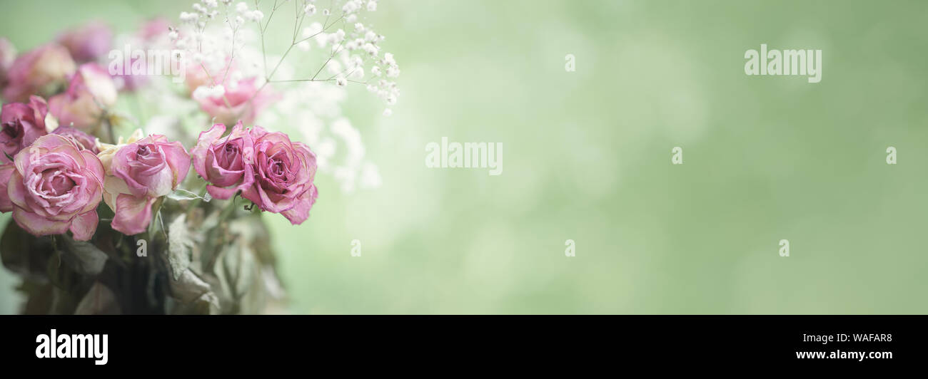 Ageing rose dead hi-res stock photography and images - Alamy