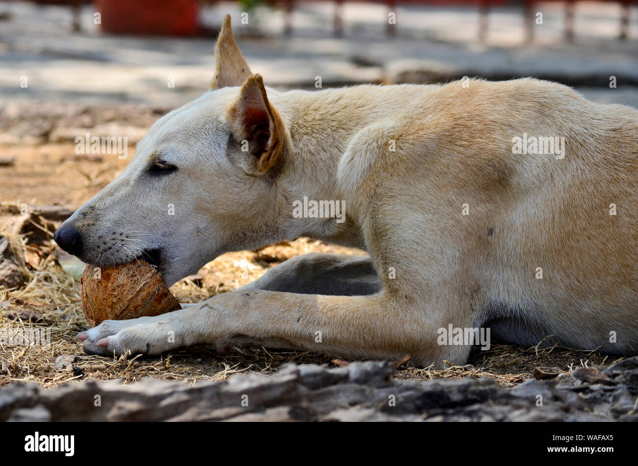 Dog eating coconut in Hampi, India Stock Photo