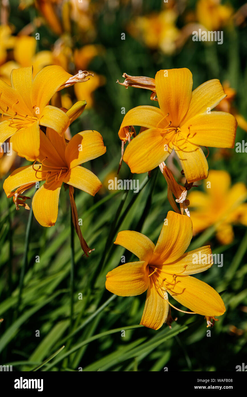 Yellow flowers of daylilies is a flowering plant in the genus