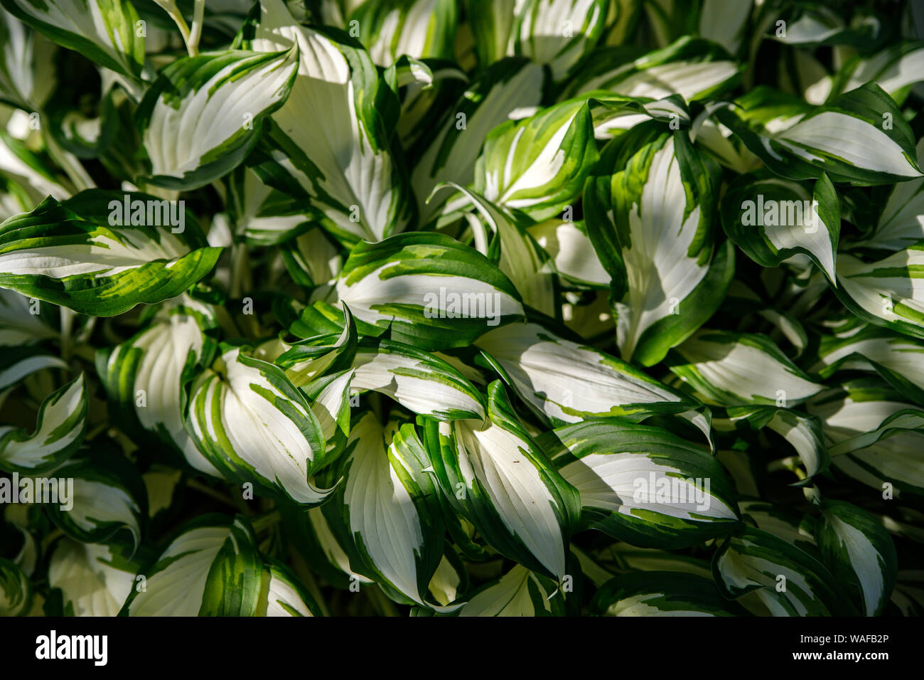 multicolored white leaves of hosts with green stripes as a background. Green natural background, abstract green leaf hosts, view from the top. Tropica Stock Photo