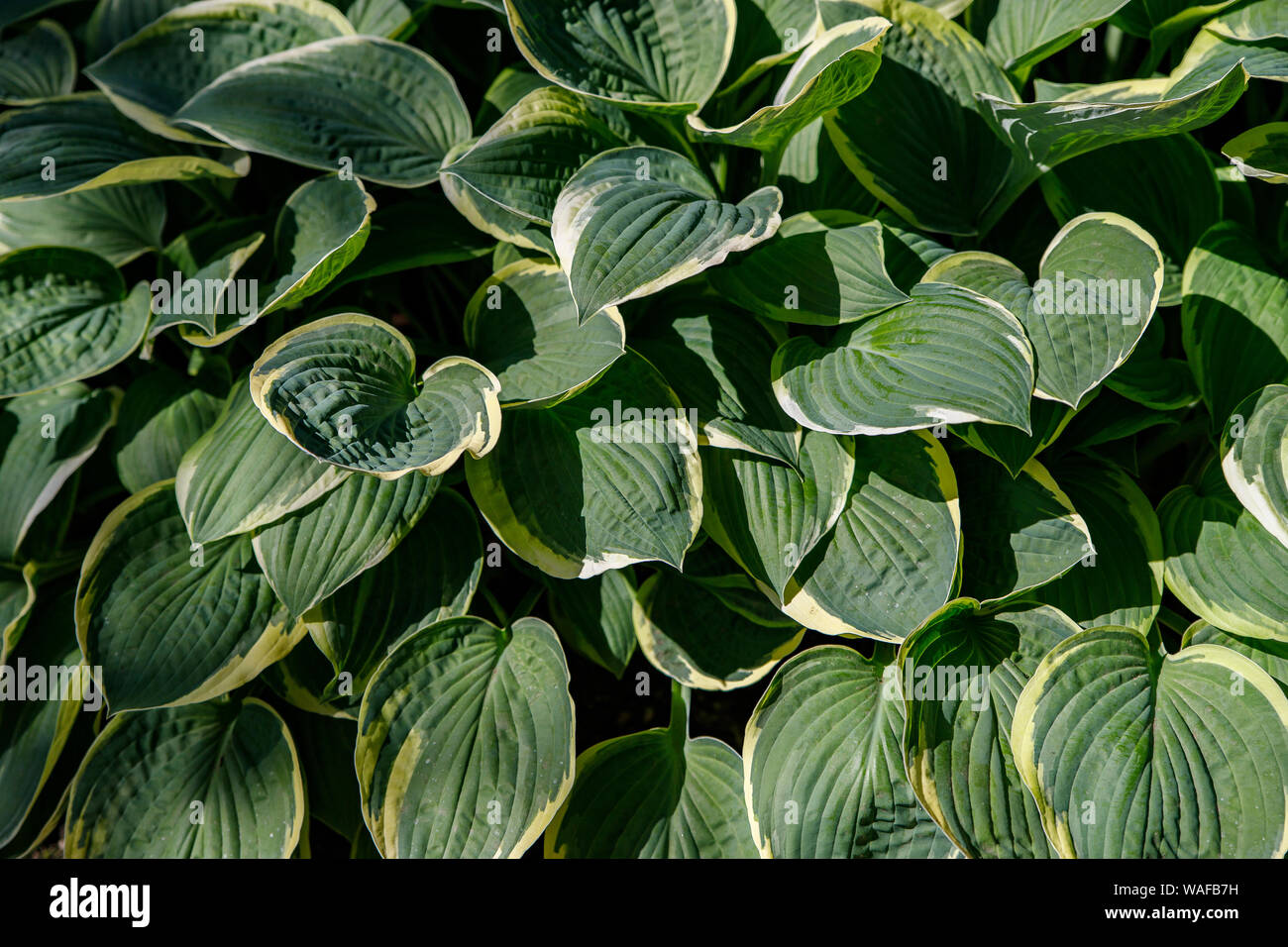 A hosta with leaves with a yellow border as a background. Varieties Spinners. Green natural background, abstract green leaf hosts, view from the top. Stock Photo