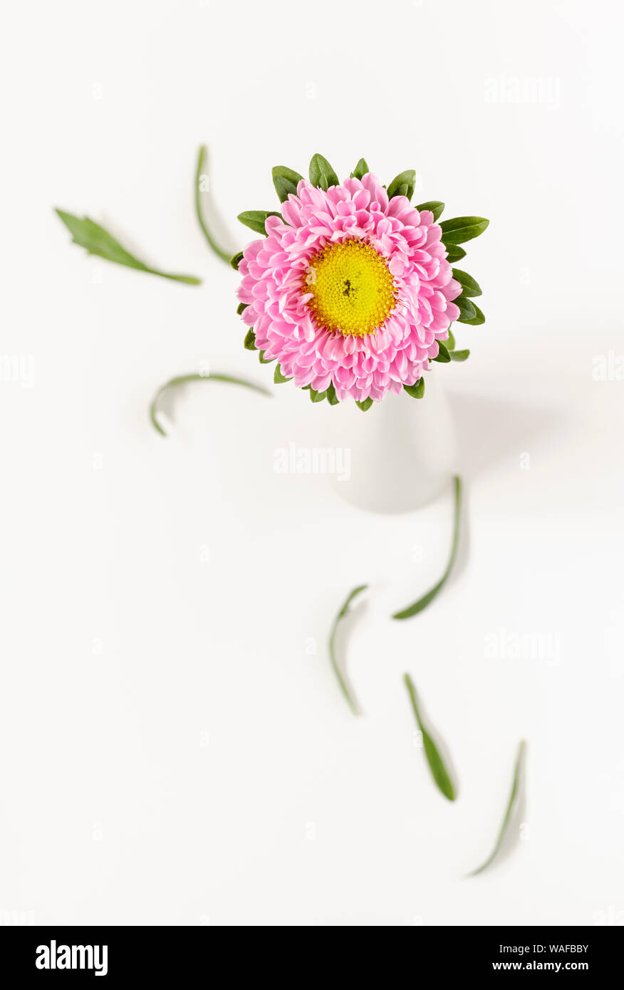 Pink Aster in white vase with plenty of copy space Stock Photo