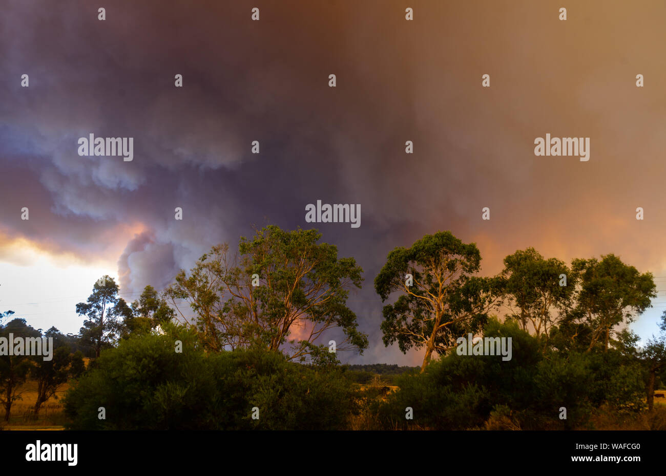 Bush fire, smoke and grass burning,  in Tynong, Victoria, Australia Stock Photo