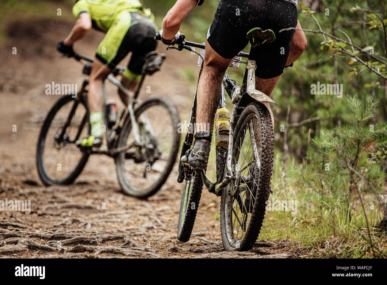 back two cyclists on mountain bike riding uphill in roots of trees Stock Photo
