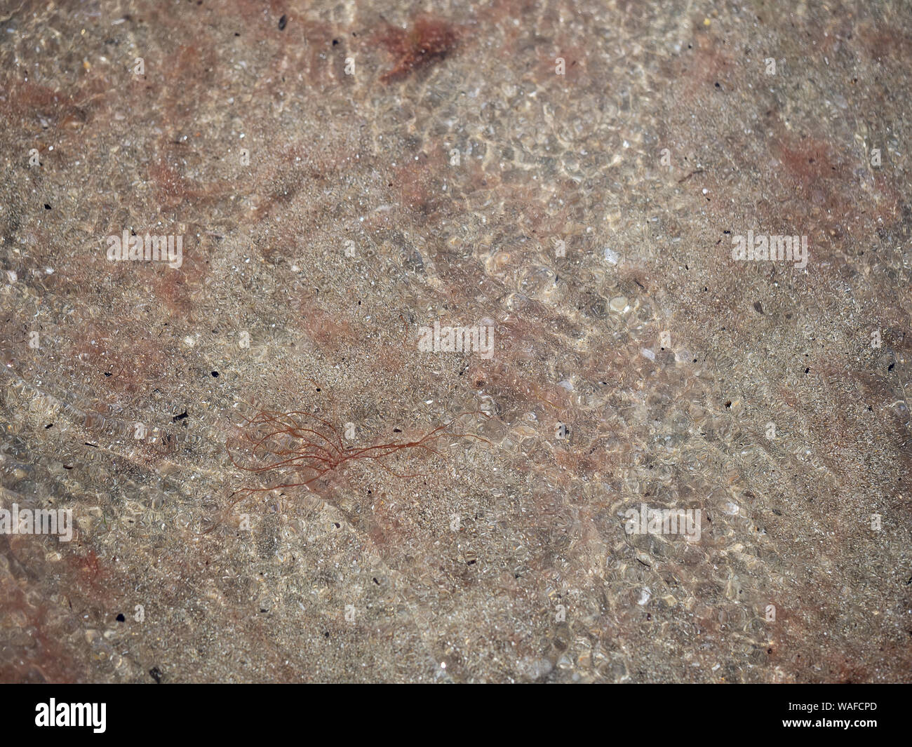 Red tide aka algal bloom washed up on beach, detail. Mediterranean sea off the Italian coast. Stock Photo
