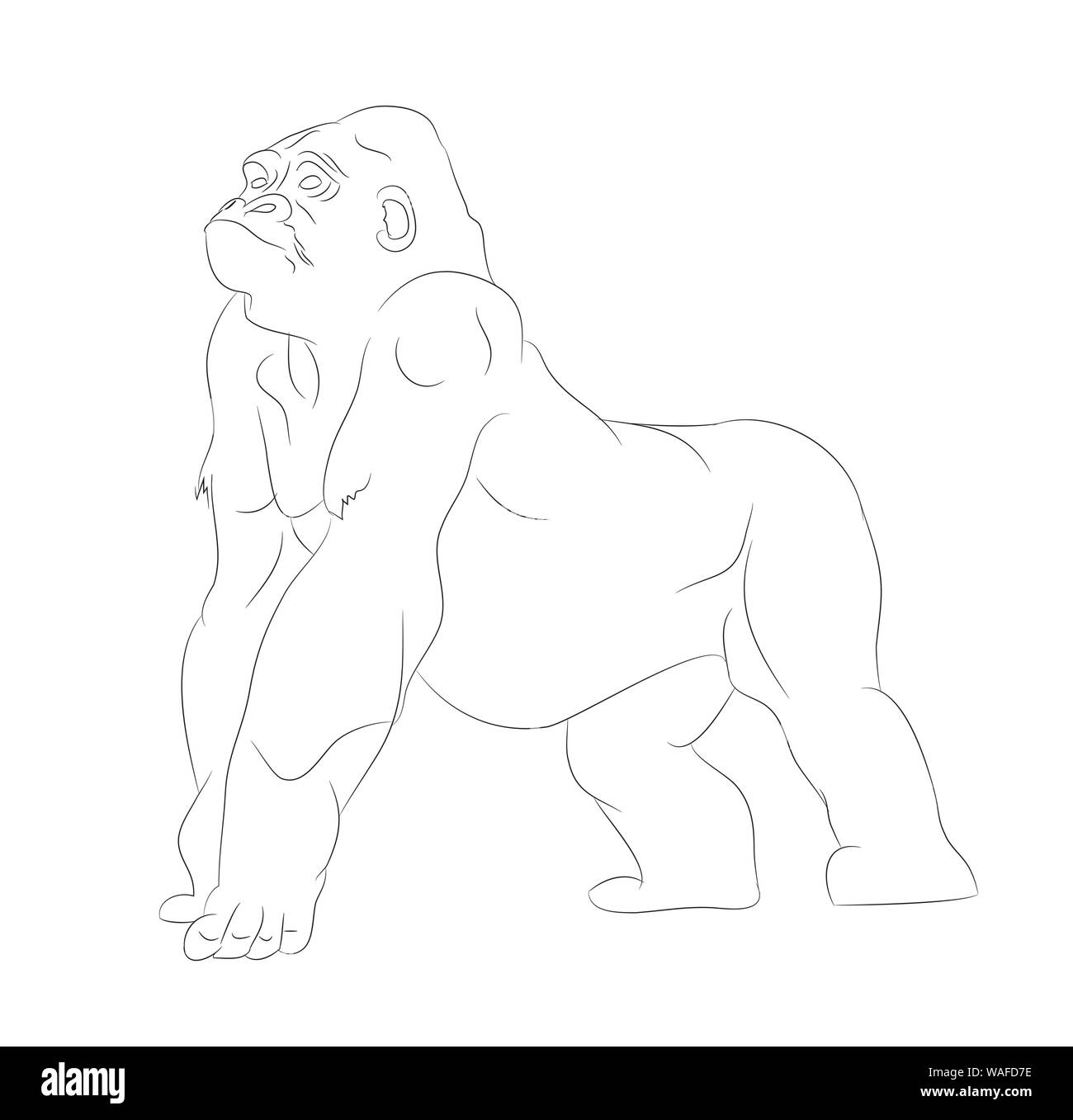 vector illustration of a gorilla, drawing by lines, vector, white background Stock Vector