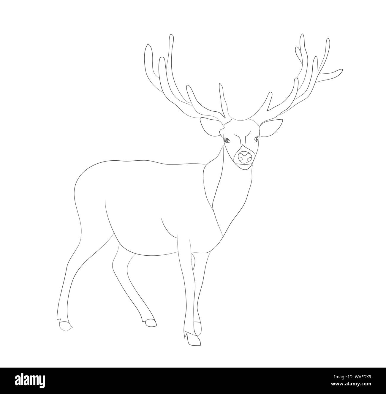 deer stands drawing lines, vector, white background Stock Vector Image