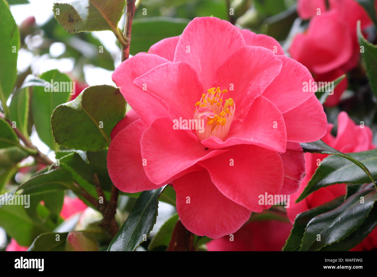 A Pink Japanese Camellia or Camellia Japonica Stock Photo