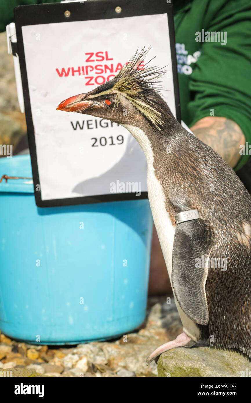 Mountain Bike Penguin Share Price Of Rockhopper Safari Ltd Rockhopper  Penguin 100149 Sealife