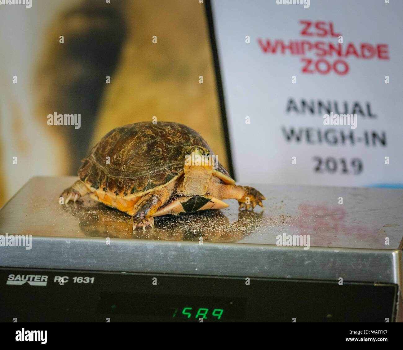 ZSL Whipsnade Zoo, Bedfordshire, UK, 20th Aug 2019. Keeper Tyrone takes the weight and measurements of a McCord's box turtle (Cuora mccordi ). Every year, keepers at ZSL Whipsnade Zoo coax thousands of animals to step onto the scales for the annual weigh-in and to record their vital statistics as a way of monitoring health and wellbeing of the 3,500 animals at the UK’s largest Zoo. Credit: Imageplotter/Alamy Live News Stock Photo