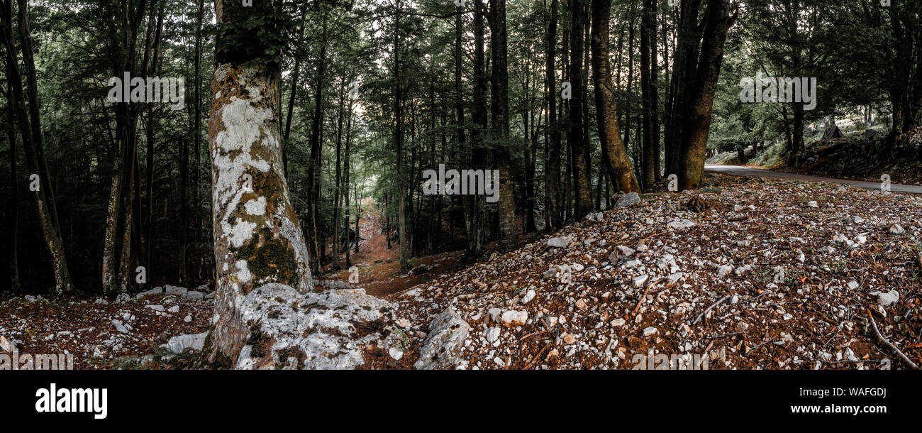 Trail in the mountain forest at dusk. At 1100 mt above sea level, this scene catches my eyes. Cattle use this trail used to cross the forest Stock Photo