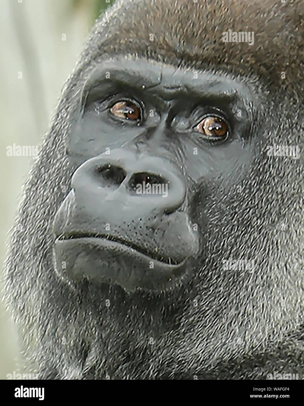 Gorilla eyes hires stock photography and images Alamy