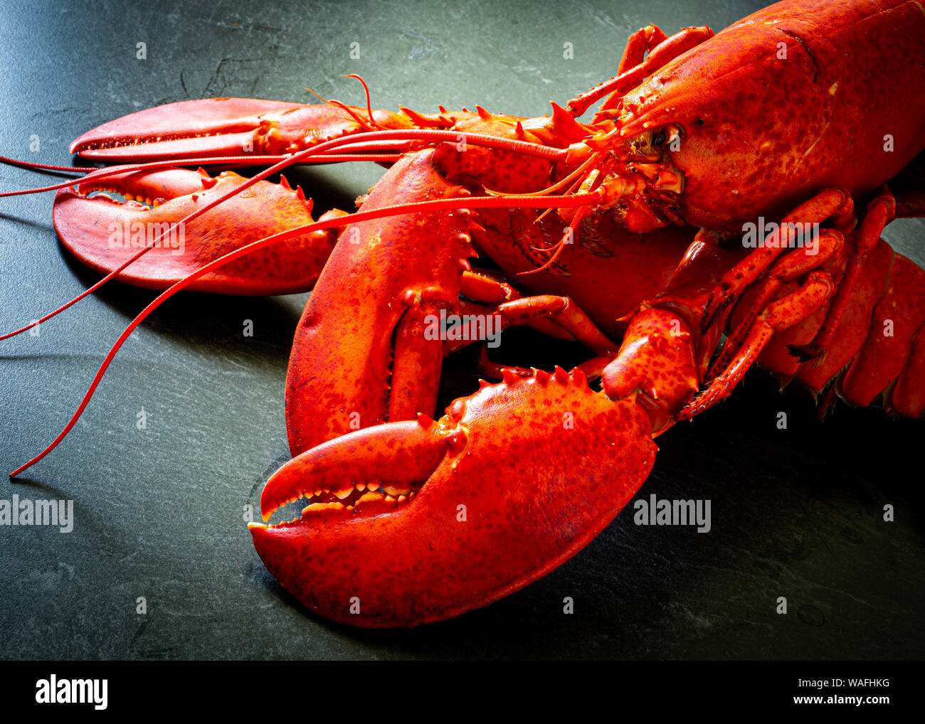 A pair of freshly cooked Atlantic lobster. Stock Photo