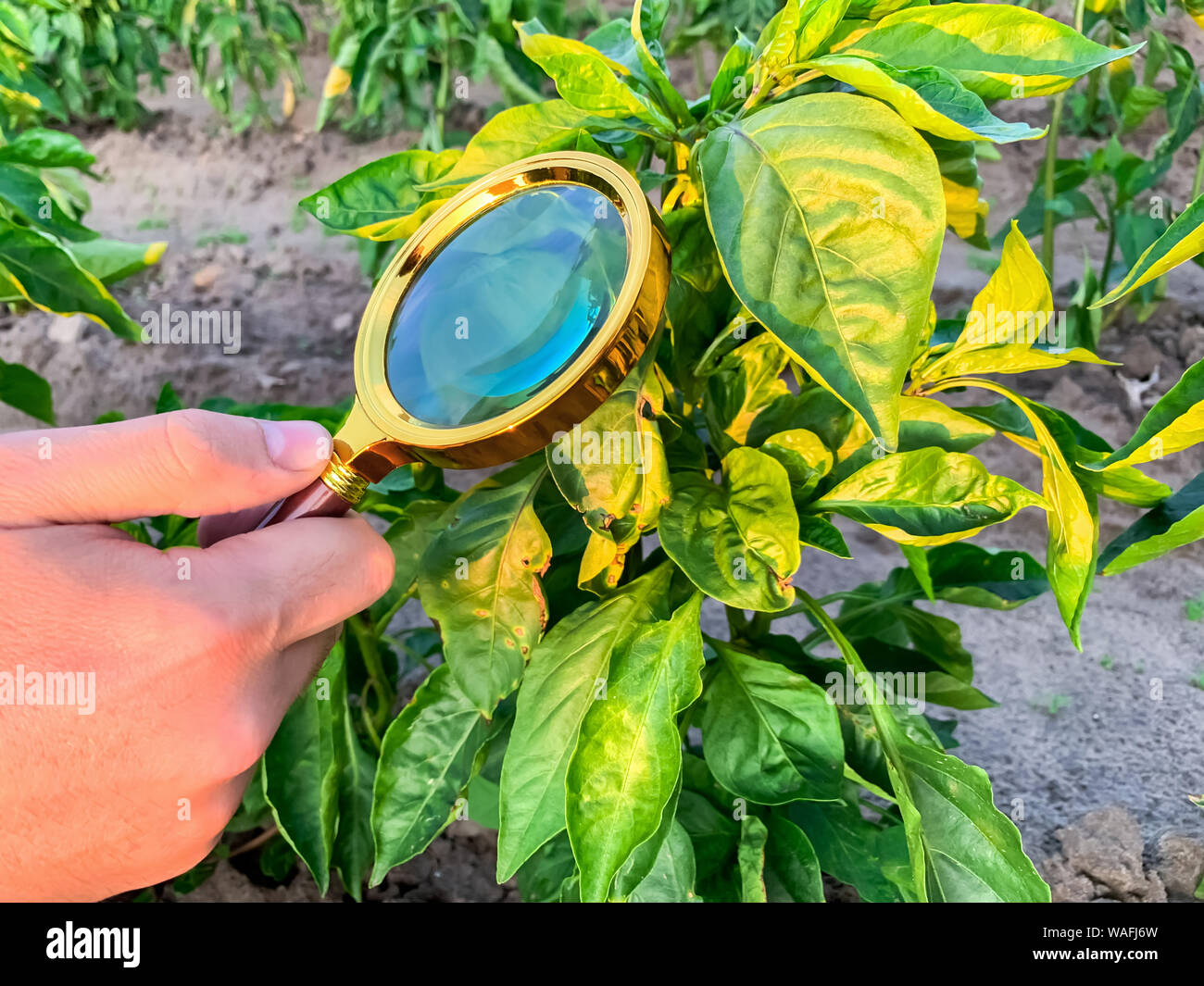 The food scientist checks the peppers for chemicals and pesticides. Growing organic vegetables