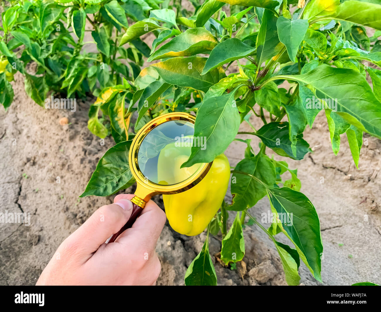 The food scientist checks the peppers for chemicals and pesticides. Growing organic vegetables