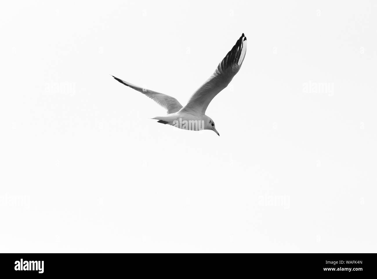 Seagull Against Sky In Monochrome, Venice, Italy Attention: photo little bit grainy Stock Photo