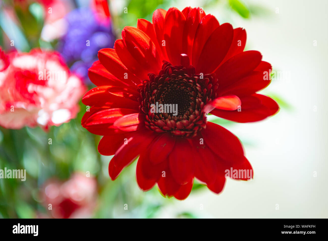 Red Barberton Daisy (Gerbera Jamessonii) flower with red, white and purple flowers in background. Stock Photo