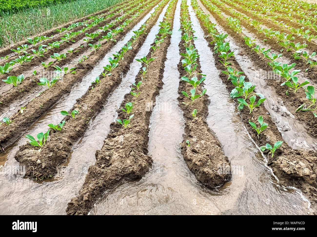 Irrigation cabbage plantations in the field. Traditional natural