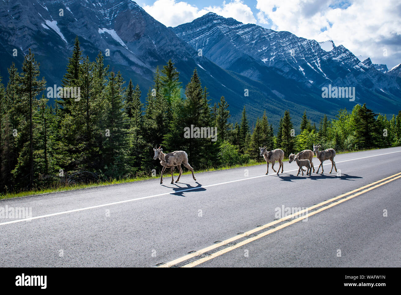 Bighorn Sheep (Ovis canadensis) next to the road in the Canadian Rockies, Banff National Park, Alberta, Canada Stock Photo