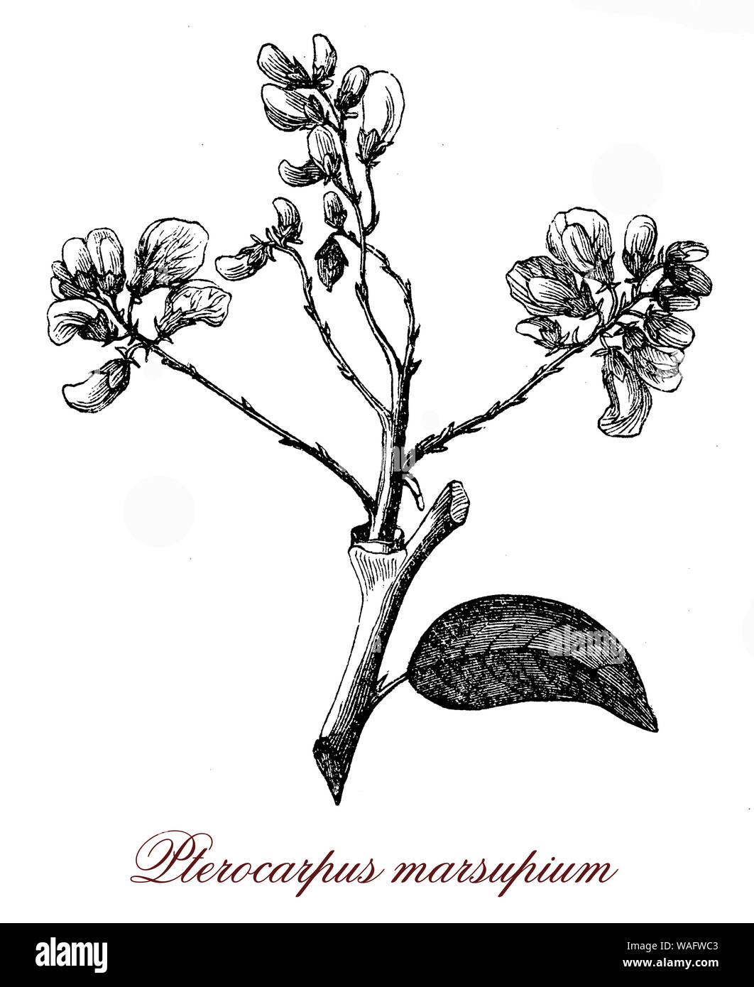 Pterocarpus marsupium tree native to India and medicinal plant Stock Photo