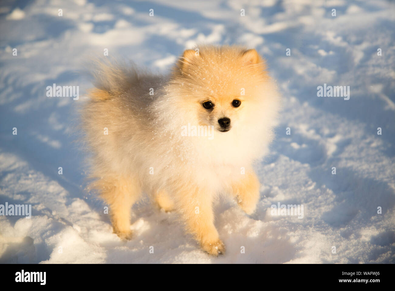 Toy german spitz hi-res stock photography and - Page 2 -