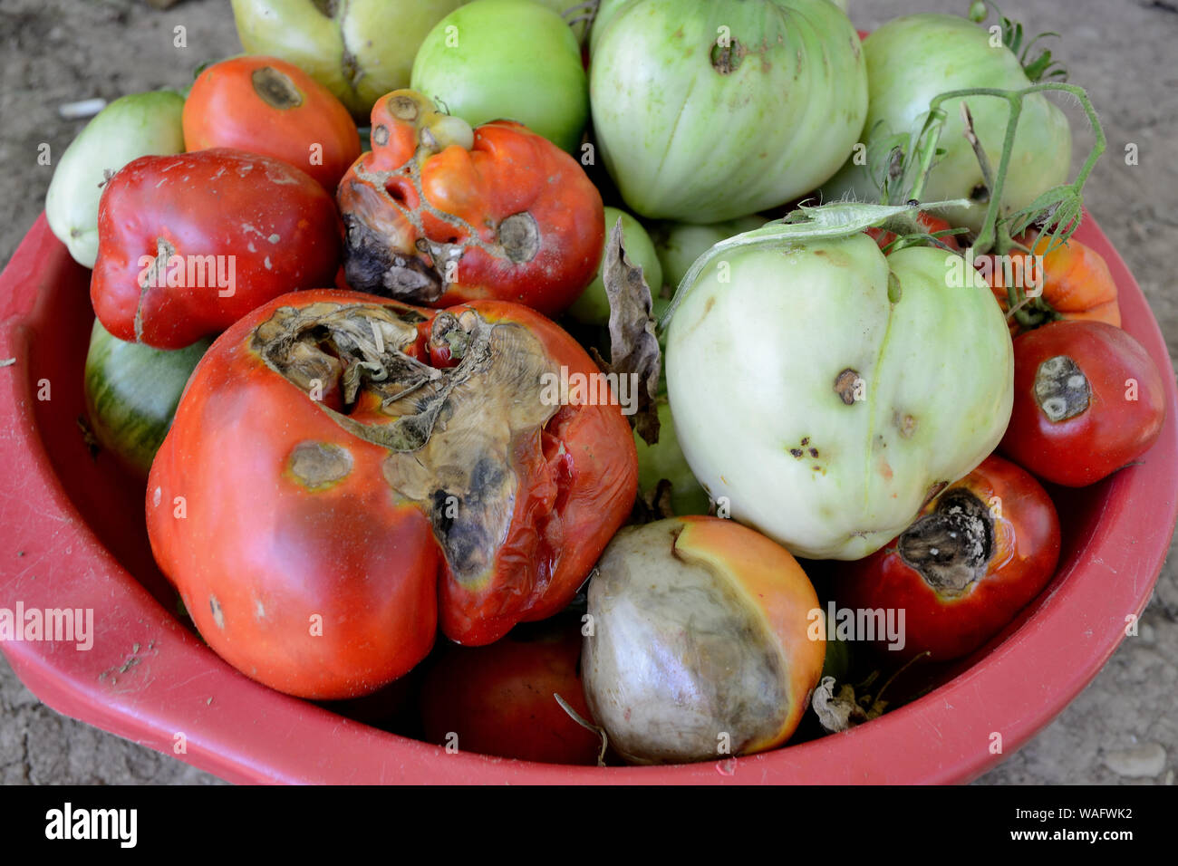 Bowl full of various types of tomato fruits with diseases, Phytophthora infestans Stock Photo