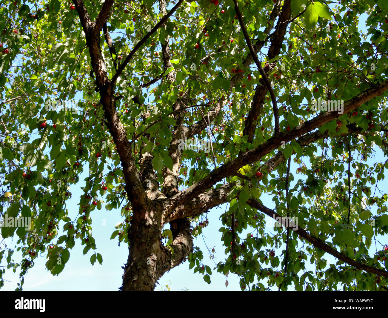 Cornelian cherry tree with fruits, Cornus mas Stock Photo