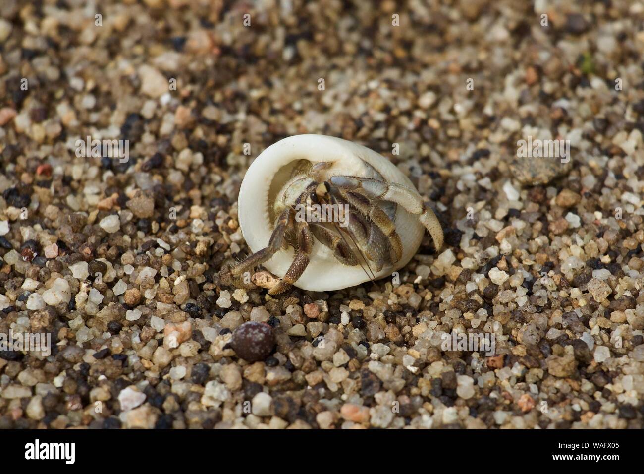 Hermit  in white shell coming out flipped over Stock Photo