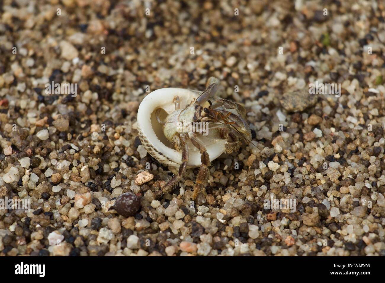 Hiding Inside A Shell Hi res Stock Photography And Images Alamy Hiding Inside A Shell Hi res Stock Photography And Images Alamy