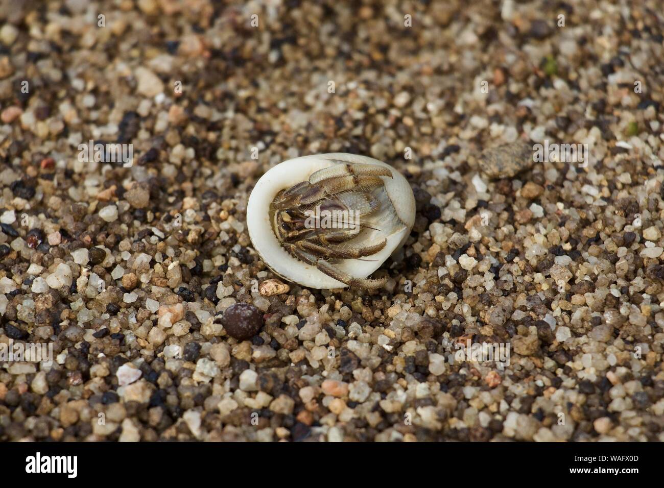 Hermit crab hiding inn white shell flipped over Stock Photo