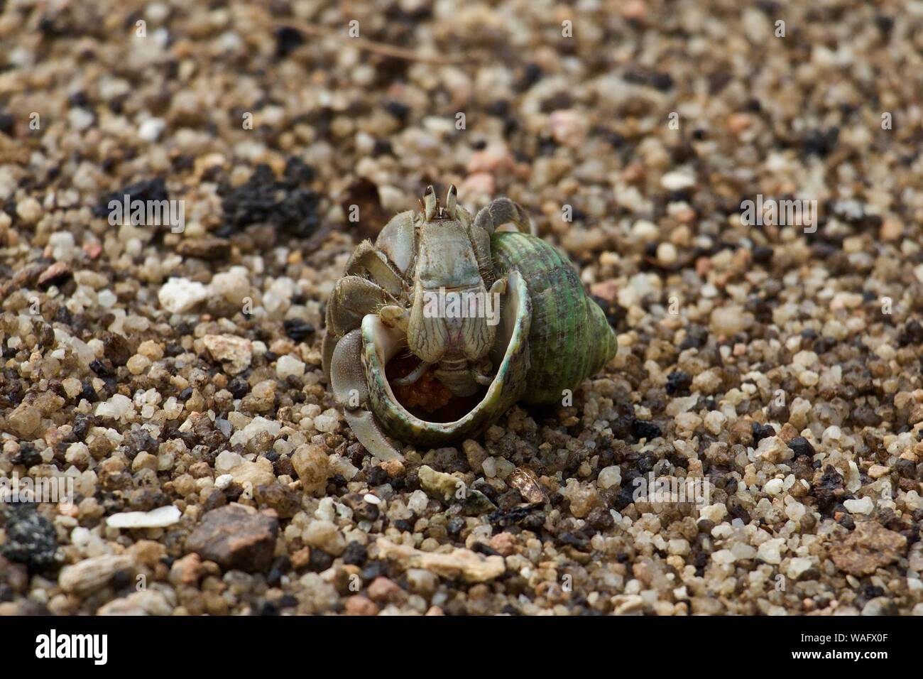 Animals with back shell hi-res stock photography and images - Alamy