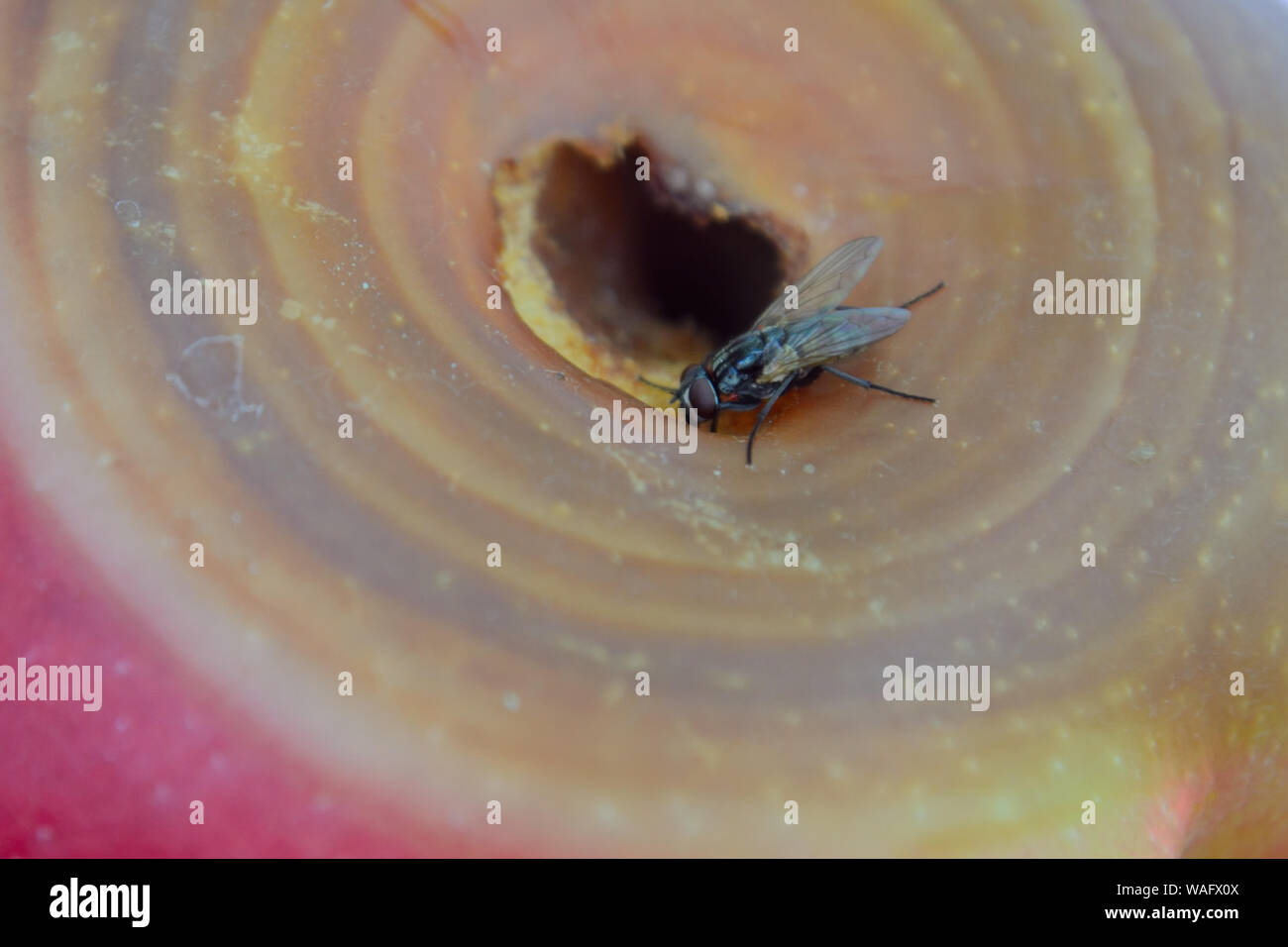 Close op of fly on rotten apple Stock Photo