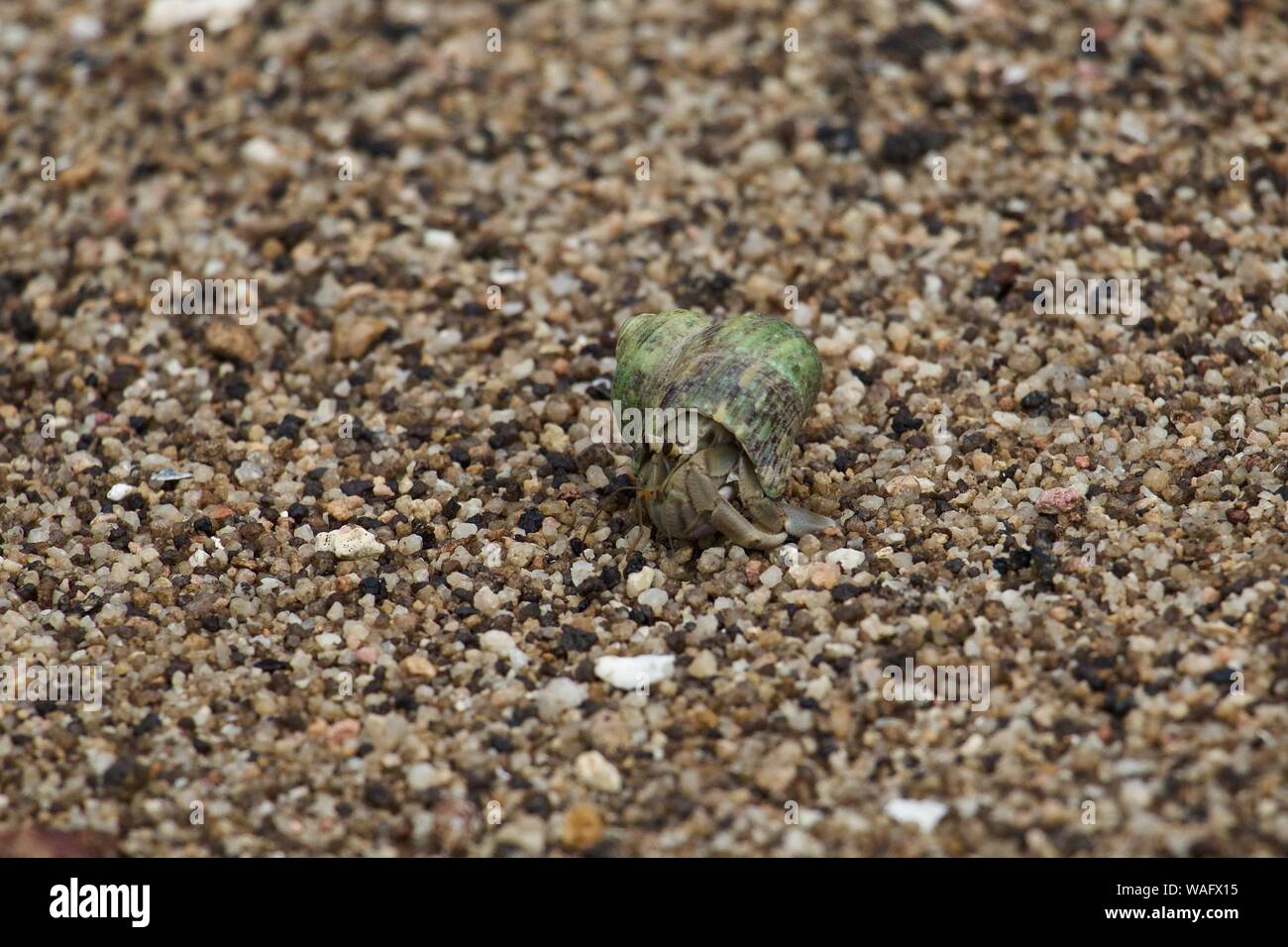 Green shell large female hermit crab Stock Photo Alamy