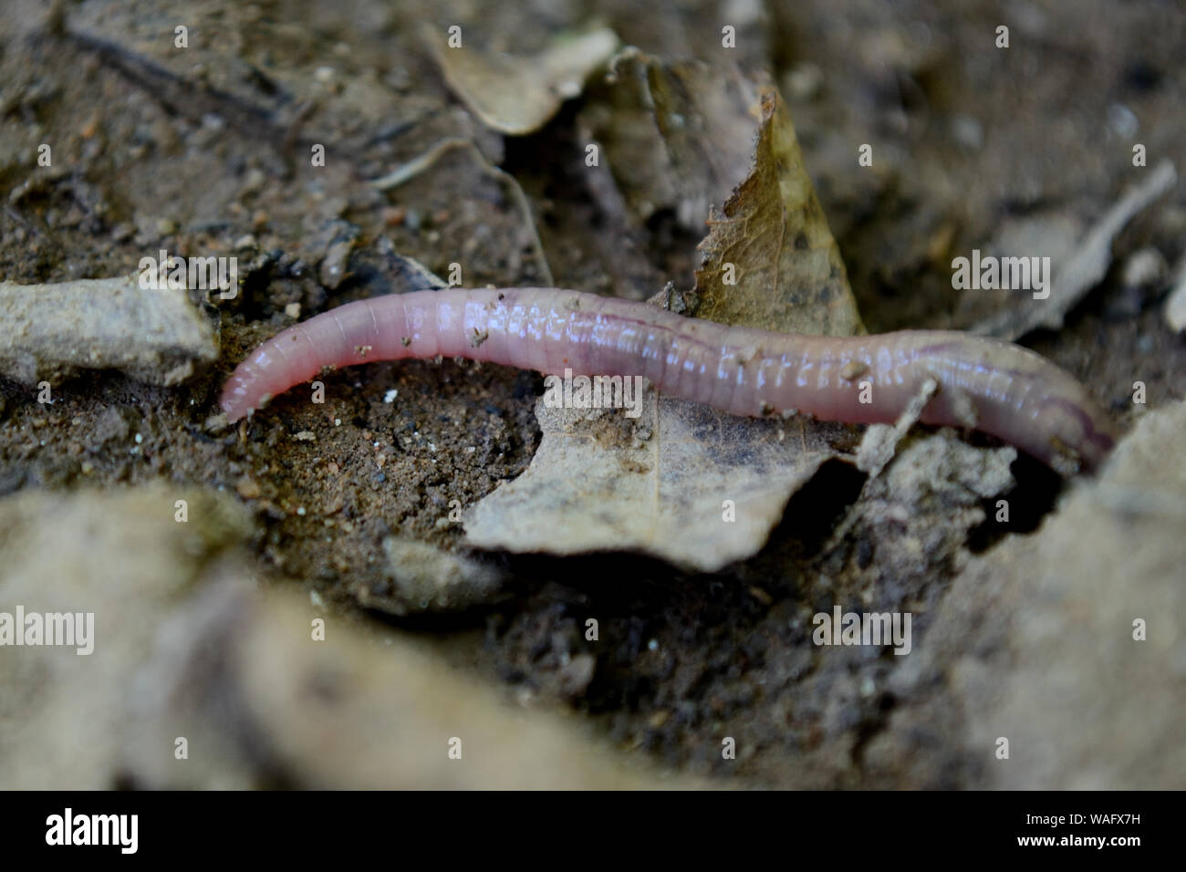Garden common earthworm hi-res stock photography and images - Page 2 - Alamy