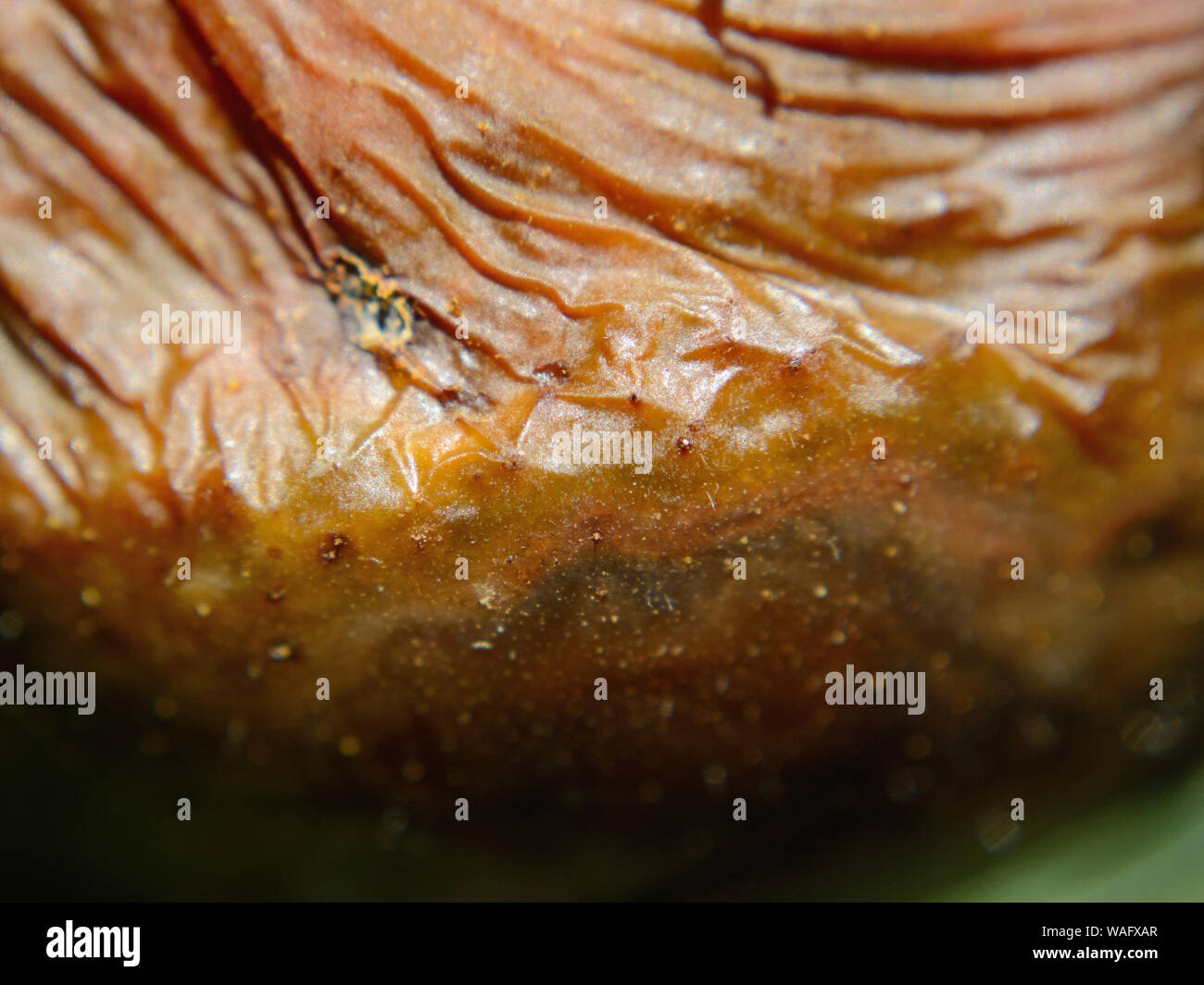 Rotten tomato fruit, macro, Phytophthora infestans Stock Photo