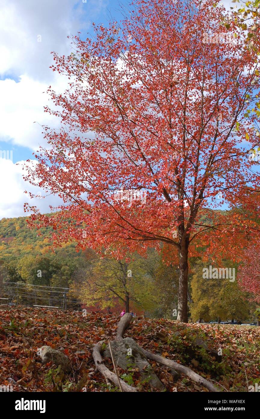 autumn landscape with lake and trees Stock Photo - Alamy