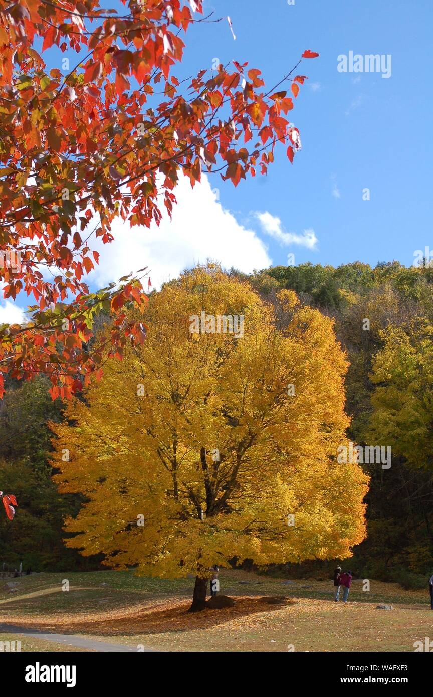 autumn landscape with lake and trees Stock Photo - Alamy