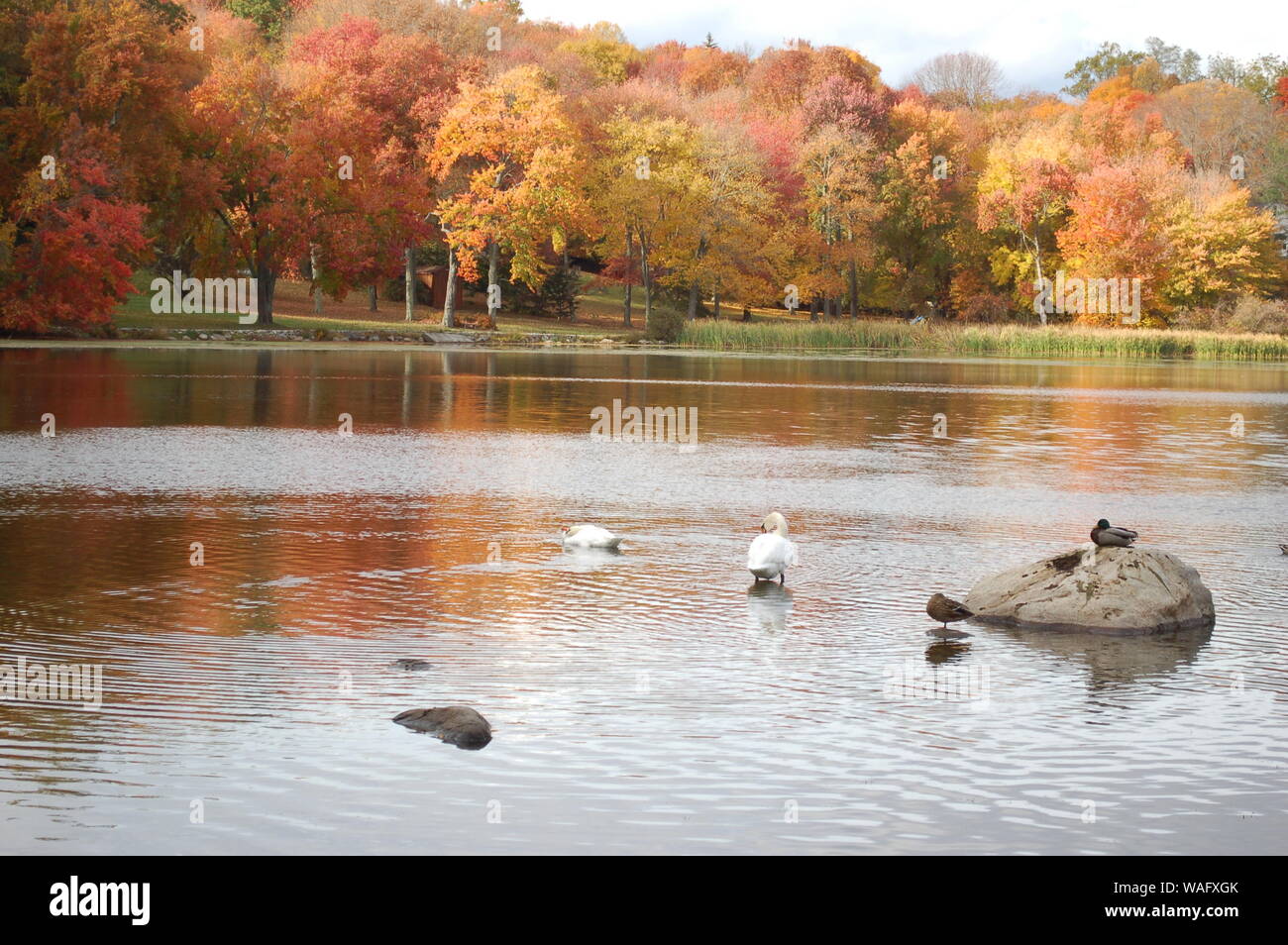 autumn landscape with lake and trees Stock Photo - Alamy