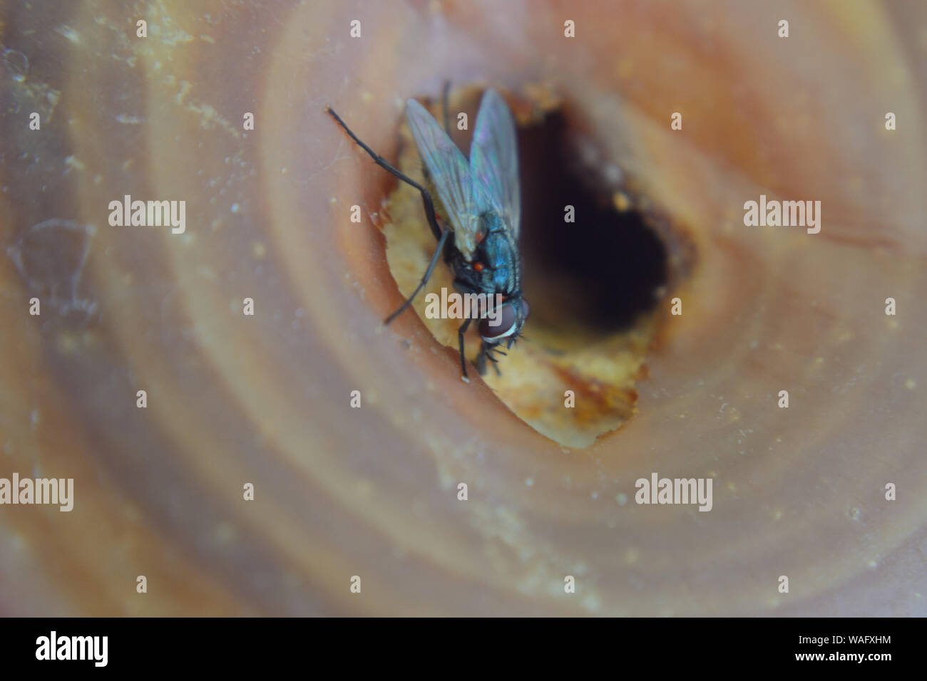 Close op of fly on rotten apple Stock Photo