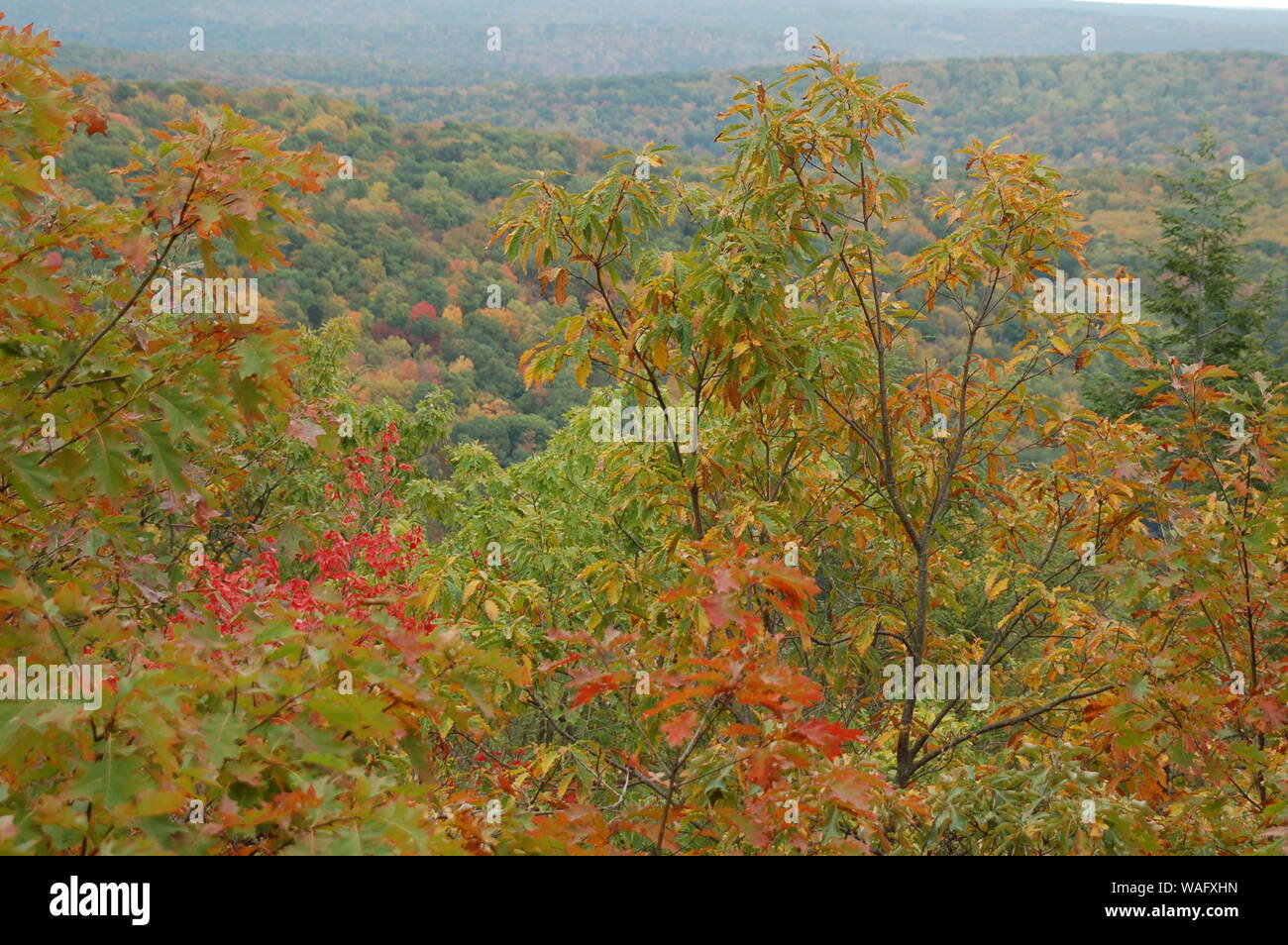 autumn landscape with colorful trees Stock Photo - Alamy