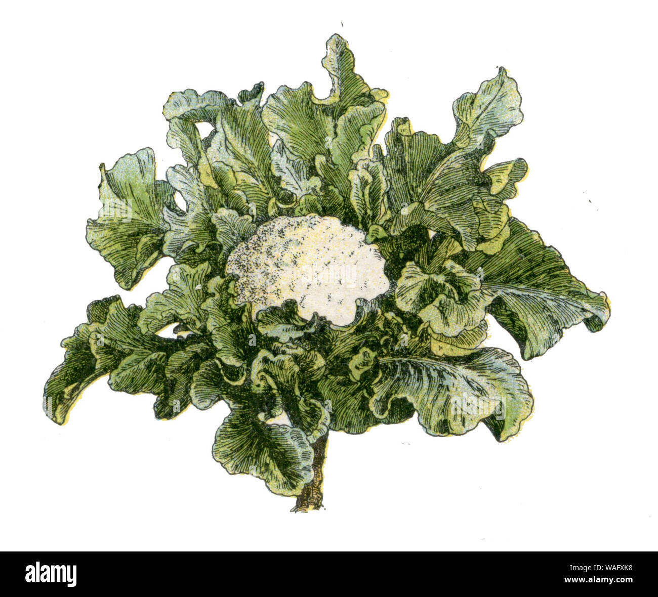 cauliflower , Millot, Adolphe (1857-1921) (encyclopedia, 1910) Stock Photo