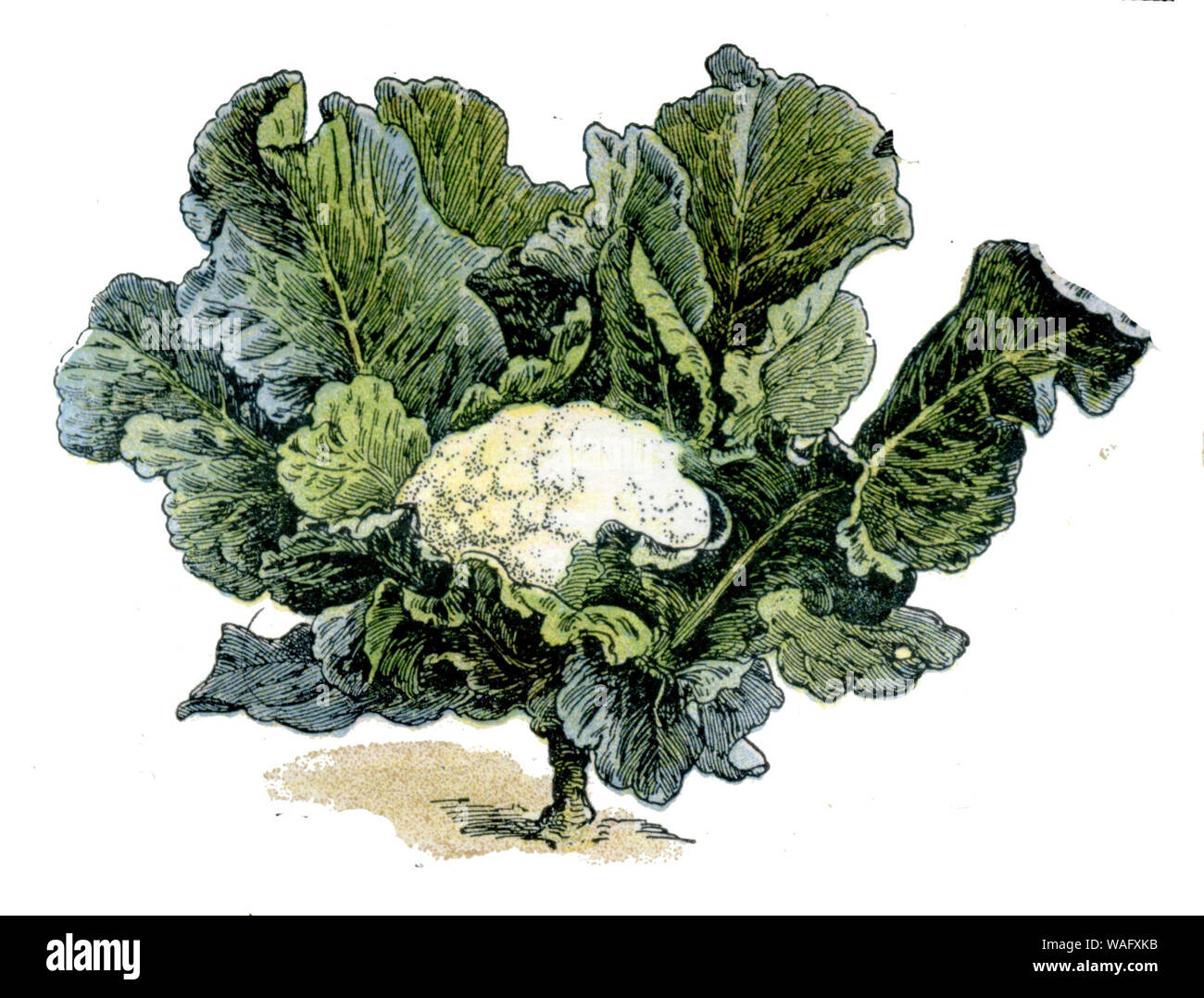 cauliflower , Millot, Adolphe (1857-1921) u. H (, 1904) Stock Photo