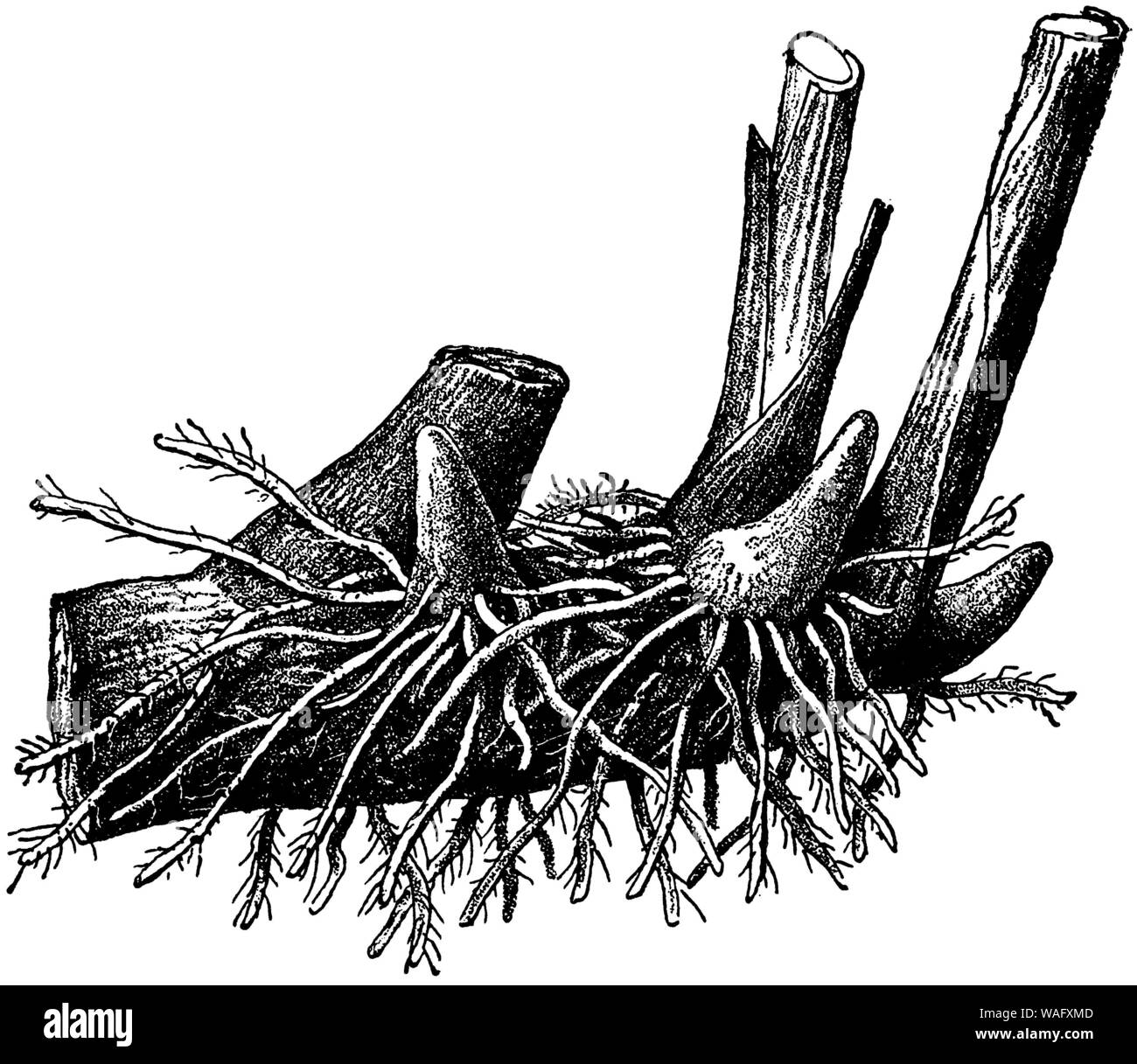 indian shot: root, Canna indica,  (botany book, 1907) Stock Photo